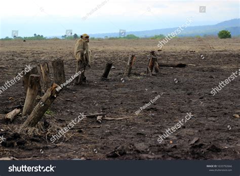 4,527 Deforestation animals Images, Stock Photos & Vectors | Shutterstock