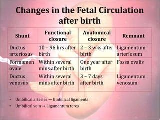 Fetal circulation | PPT