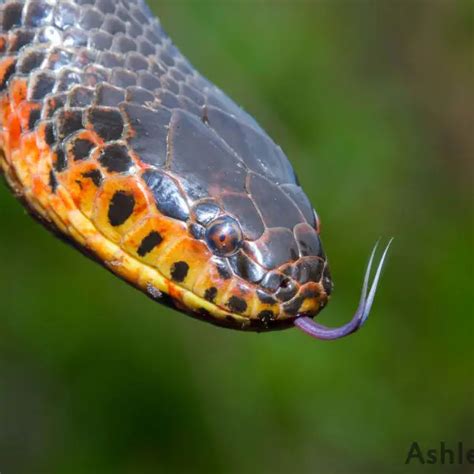 Mud Snake - Facts, Diet, Habitat & Pictures on Animalia.bio