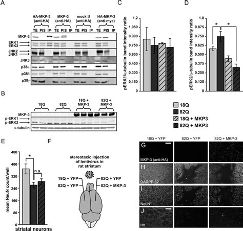 Mkp Overexpression Is Not Neuroprotective In Models Of Hd A