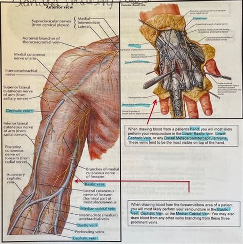 Venipuncture Flashcards Quizlet