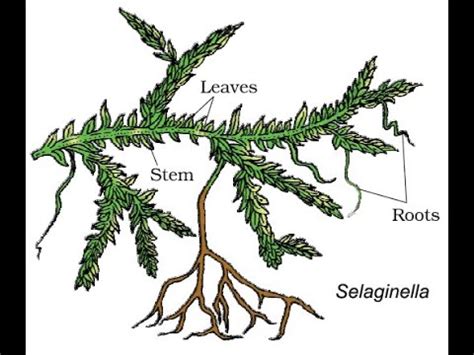 Class 11 Biology Chapter 3 Plant Kingdom Pteridophytes YouTube