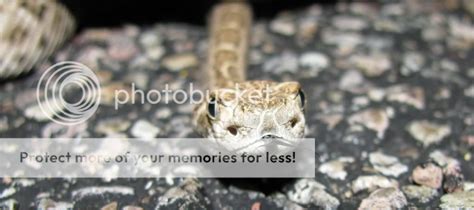 Rattlesnakes of Arizona | Snake Buddies