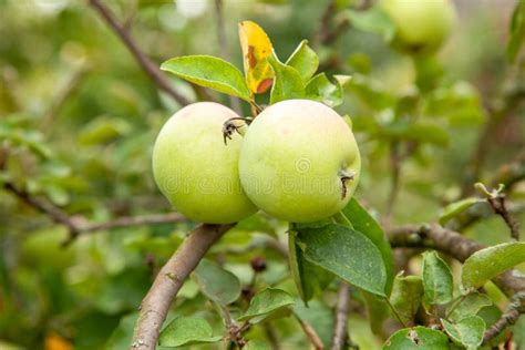 Apple Tree with Apples and Green Leaves Stock Photo - Image of crop ...