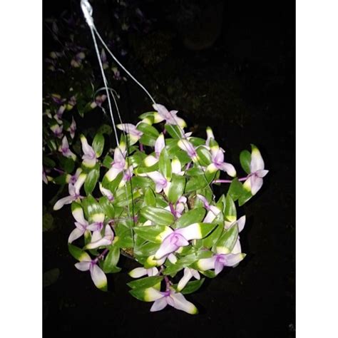 Jual Tanaman Hias Gantung Lidah Kera Tradescantia Zebrina Blusing Bride