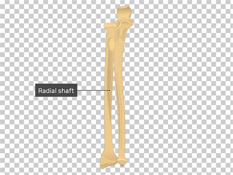 Ulnar Styloid Process Radius Anatomy Bone PNG, Clipart, Anatomy, Angle ...