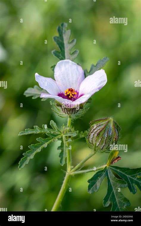 Hibiscus Trionum Flower Commonly Called Flower Of An Hour On The Field