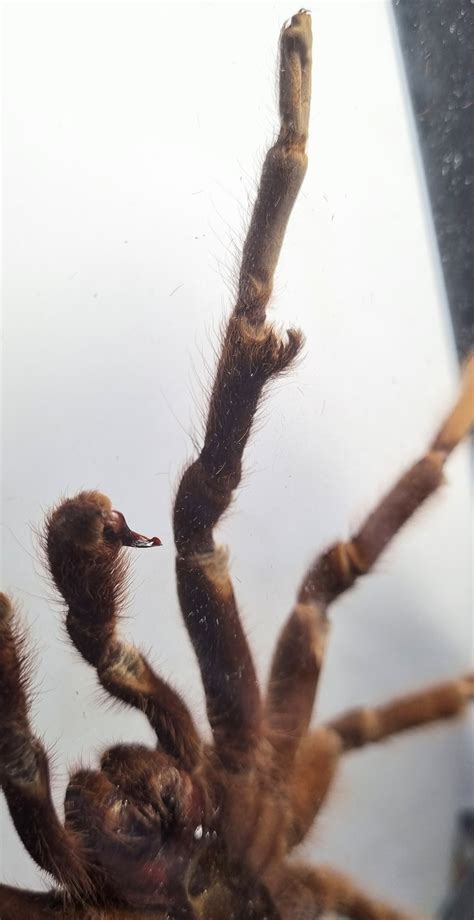 Friday mystery object #441 answer | Zygoma