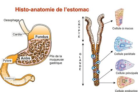 Ppt Physiologie De La Sécrétion Acide Gastrique Powerpoint