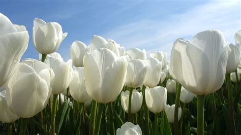 77 White Tulips Wallpaper Hd Picture - MyWeb