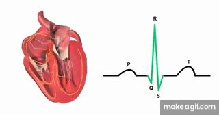 Heart Conduction System GIF