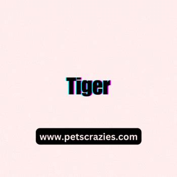 200+ Stripped Cat Name - Funny and Creative Ideas