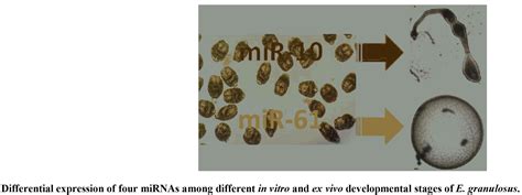 Comparative Analysis Of MiRNA Expressions In Different Developmental