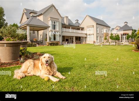 Do Golden Retrievers Need A Big Yard