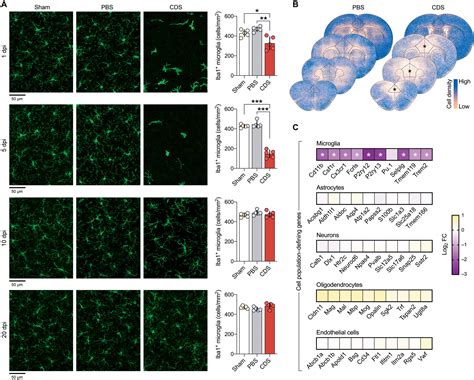 Prefrontal Microglia Act On Cognitive Development During Adolescence