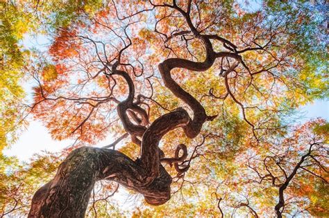 Premium Photo | Yellow ginkgo tree leaf in autumn fall season blue sky