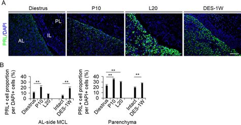 Proportion Of Prl Cells In The Al Side Mcl And Al Parenchyma A