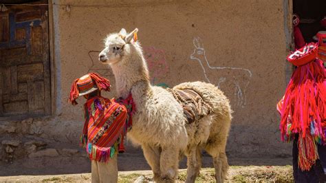 The Cultural Significance Of Alpacas In South America Worlds Finest Wool