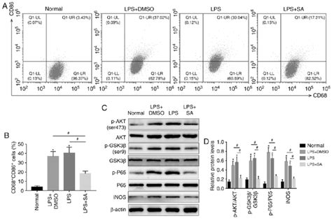 Saha Inhibits Kc M1 Polarization Through The Aktgsk3βnf κb Pathway In