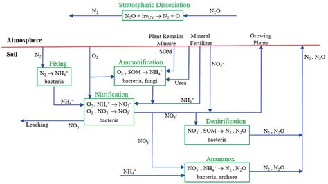 Simplified Nitrogen Cycle For The Soil Som Is Soil Organic Matter