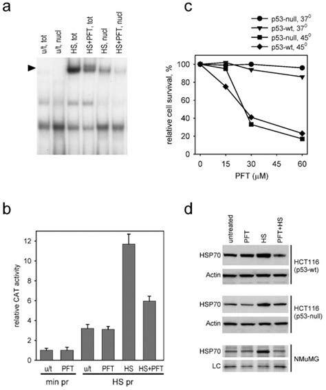 p53 Inhibitor Pifithrin α Can Suppress Heat Shock and Glucocorticoid