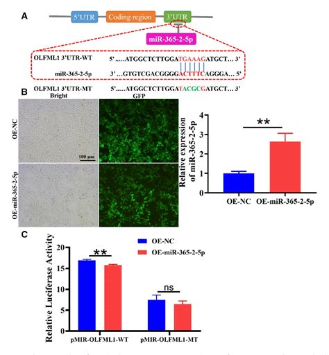 Figure 7 From Macrophage Exosomes Modified By Mir 365 2 5p Promoted Osteoblast Osteogenic