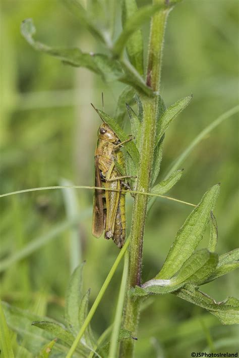 Grasshopper Grasshopper J Skelly Flickr