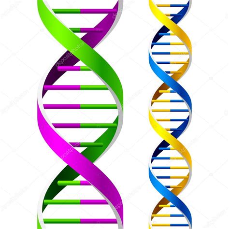 DNA Strands Stock Vector Alhovik 69942207