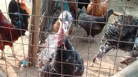 Turkey Farming Tripura Guneapall Chicks Kadaknath Chicks YouTube