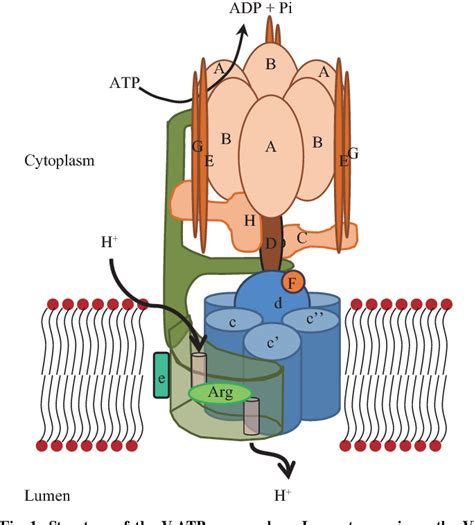 Figure From Evolution Of Vacuolar Pyrophosphatases And Vacuolar H