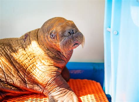 Un Veau De Morse Sauv Qui A Re U Des C Lins Heures Sur Est