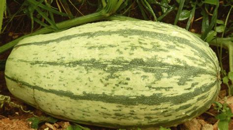 The 5 Spaghetti Squash Growing Stages Explained Grow Tips