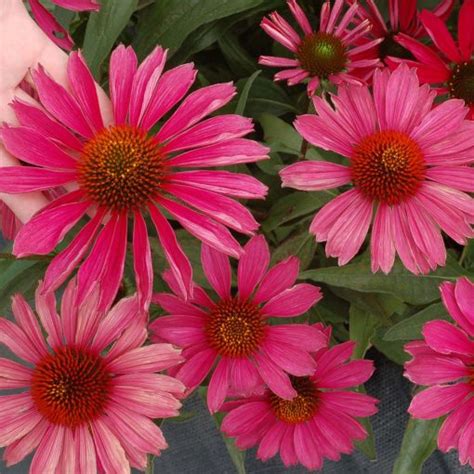 Echinacea KISMET Raspberry TERRA NOVA Nurseries Inc