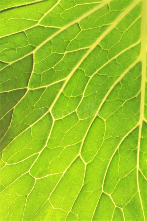 Macro Surface Nature Of Green Leaves Texture Stock Image Image Of Color Growth 108795009