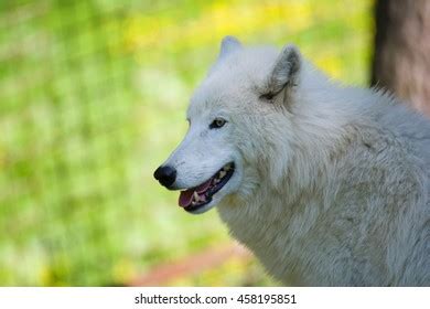 Arctic Wolf Canis Lupus Tundrarum Portraits Stock Photo