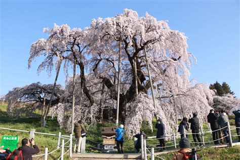 2023年 滝桜の状況（4月4日）700頃 Find！三春 【みはる観光協会～福島県三春町】