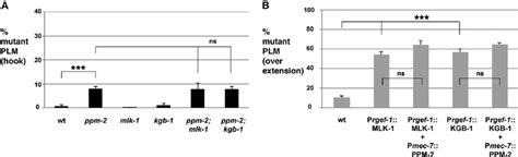 The Pp C Phosphatase Ppm Does Not Regulate The Mlk Pathway A