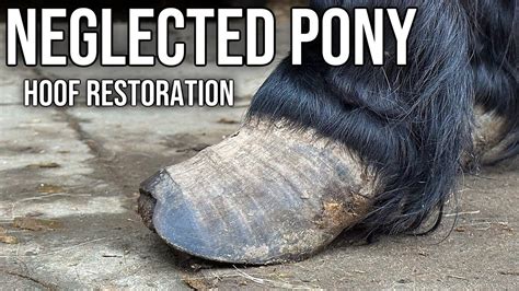 Helping Neglected Rescue Shetland Pony With A Trim Youtube