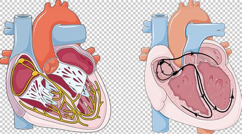 Heart conduction vector