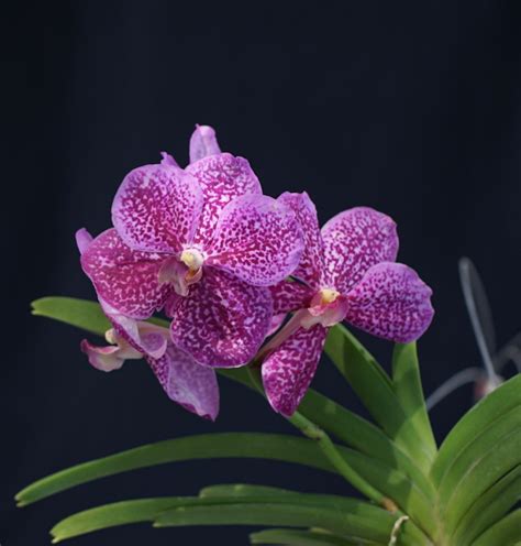 Kt Ascda Miami Gold Spot X V Lenavat X V Kultana Scarlet