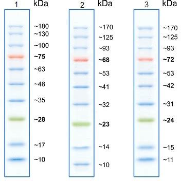 Prestained Protein Ladder - Mid-range molecular weight (10 - 180 kDa) (ab116027)