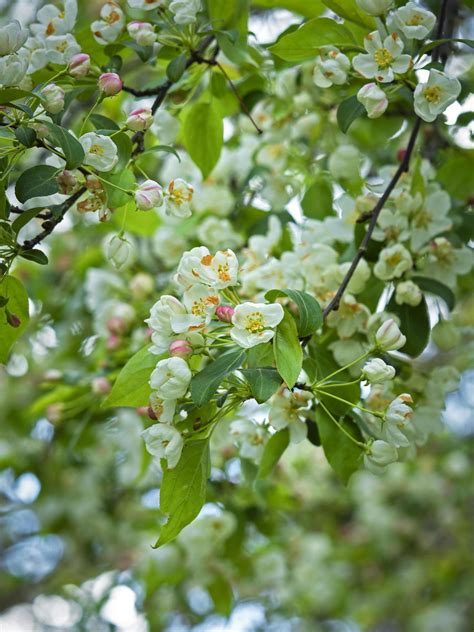 Pretty white blossom on a crab apple tree 2487630 Stock Photo at Vecteezy