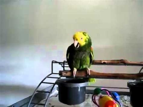 Crying Parrot - YouTube