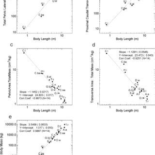 Close Allometric Relationships Between Theropod Body Length Body Mass