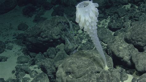 The Secrets Of Deep Sea Sponges Nautilus Live