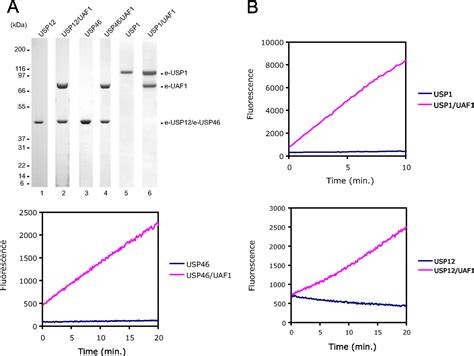 Uaf1 Is A Subunit Of Multiple Deubiquitinating Enzyme Complexes Journal Of Biological Chemistry