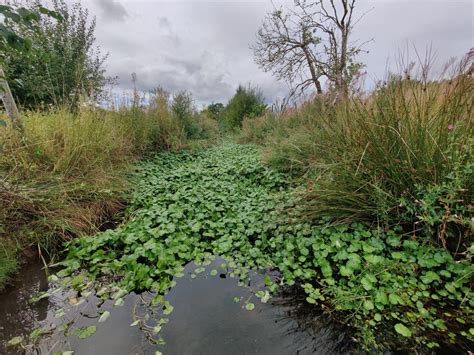 Specialist Weevils Deployed In Yorkshire Waterways To Tackle Invasive Plant