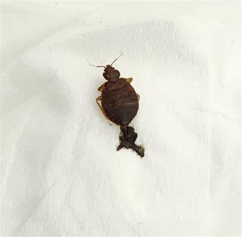 Identification : Bedbug or roach? : r/Bedbugs
