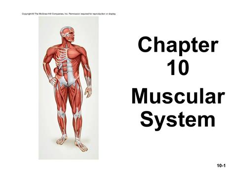 Chap10 powerpoint Muscular System | PPT