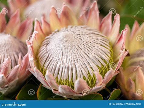 King Protea Or Protea Cynaroides The National Flower Of South Africa